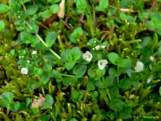 {Veronica serpyllifolia}